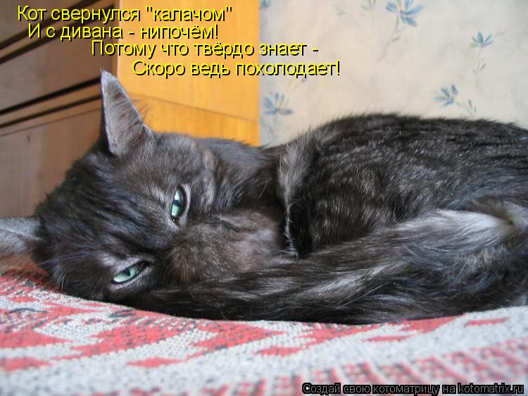 Кот свернулся "калачом" И с дивана - нипочём! Потому что твёрдо знает - Скоро ведь похолодает!... Котоматрица: Кот свернулся "калачом" И с дивана - нипочём! Потому что твёрдо знает - Скоро ведь похолодает!