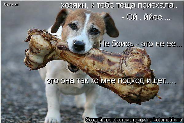 Котоматрица: хозяин, к тебе теща приехала.. - Ой.. ййее.... - Не боись - это не ее... это она так ко мне подход ищет.....