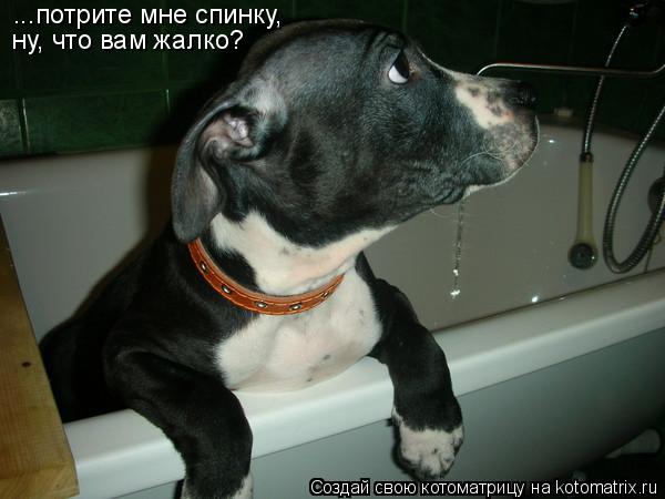 Котоматрица: ...потрите мне спинку, ну, что вам жалко?