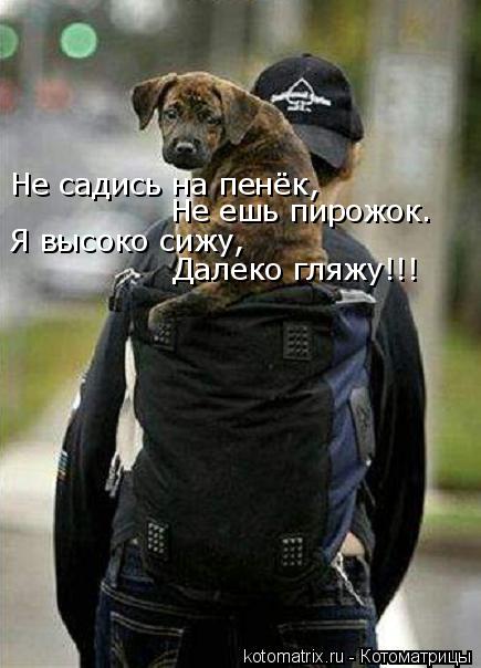 Котоматрица: Не садись на пенёк,  Не ешь пирожок. Я высоко сижу,  Далеко гляжу!!!