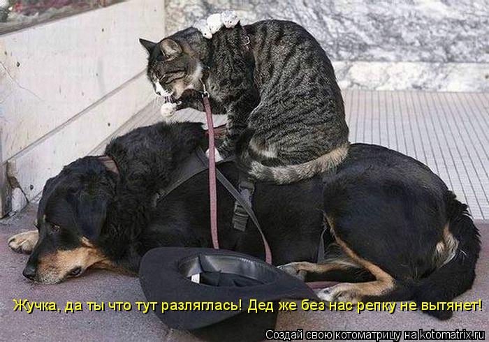 Котоматрица: Жучка, да ты что тут разляглась! Дед же без нас репку не вытянет!