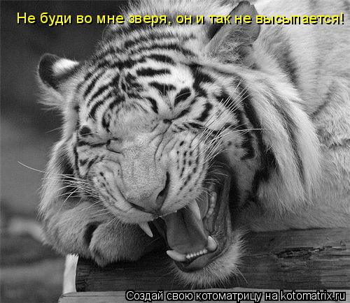 Котоматрица: Не буди во мне зверя, он и так не высыпается!