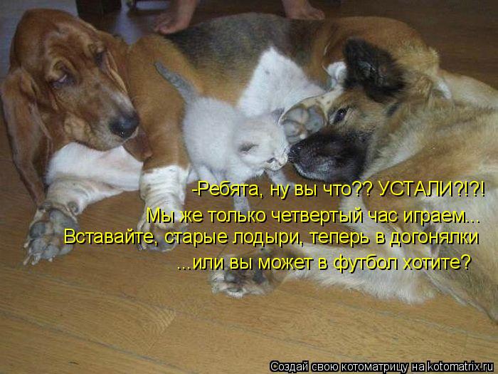 Котоматрица: Мы же только четвертый час играем... Вставайте, старые лодыри, теперь в догонялки ...или вы может в футбол хотите? -Ребята, ну вы что?? УСТАЛИ?!?!