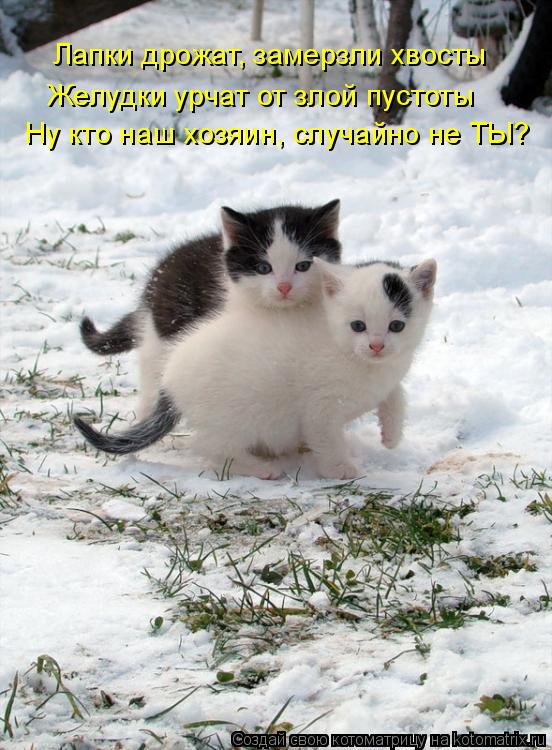 Котоматрица: Лапки дрожат, замерзли хвосты Желудки урчат от злой пустоты Ну кто наш хозяин, случайно не ТЫ?