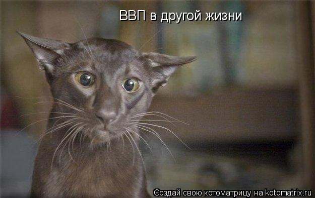 Котоматрица: ВВП в другой жизни