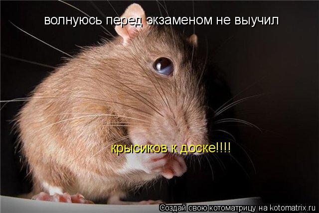 Котоматрица: волнуюсь перед экзаменом не выучил  крысиков к доске!!!!