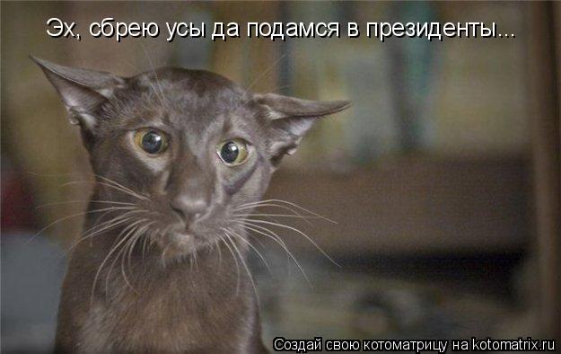 Котоматрица: Эх, сбрею усы да подамся в президенты...