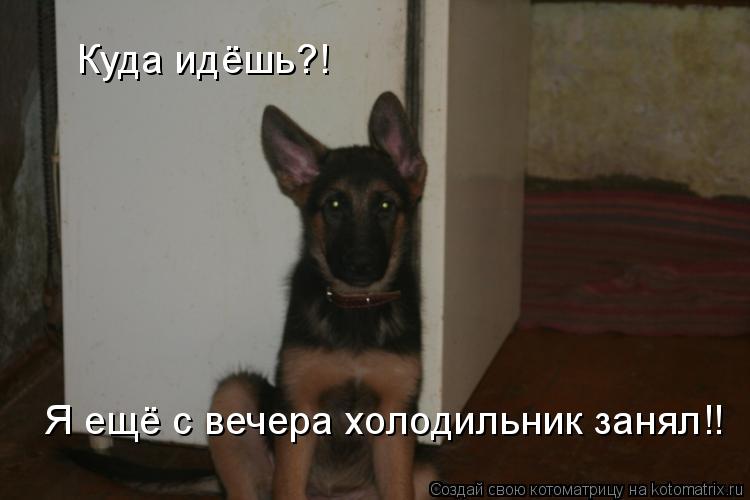 Котоматрица: Куда идёшь?! Я ещё с вечера холодильник занял!!
