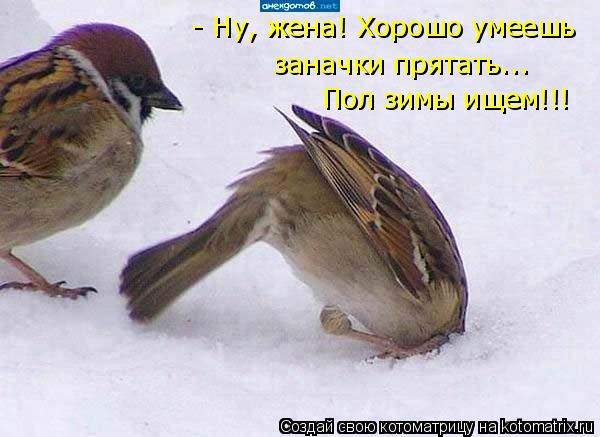 Котоматрица: - Ну, жена! Хорошо умеешь  заначки прятать... Пол зимы ищем!!!