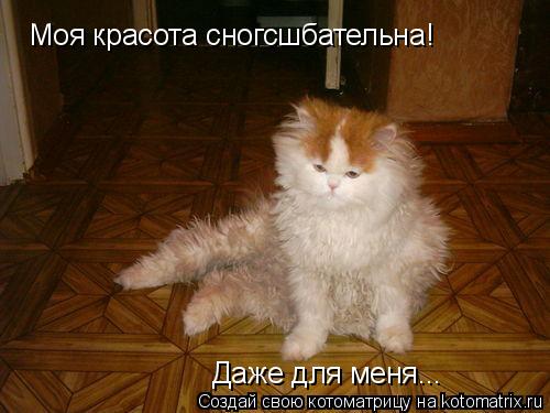Котоматрица: Моя красота сногсшбательна! Даже для меня...
