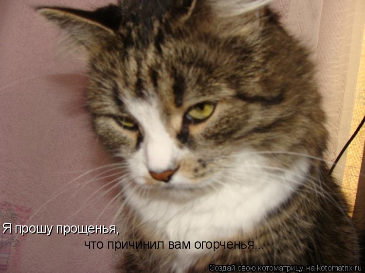 Котоматрица: Я прошу прощенья, что причинил вам огорченья...