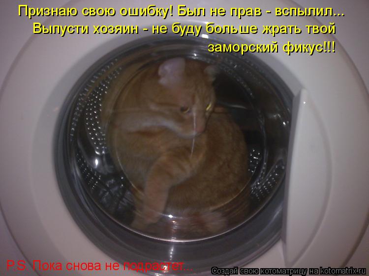 Котоматрица: Признаю свою ошибку! Был не прав - вспылил...  Выпусти хозяин - не буду больше жрать твой  заморский фикус!!! P.S. Пока снова не подрастет...