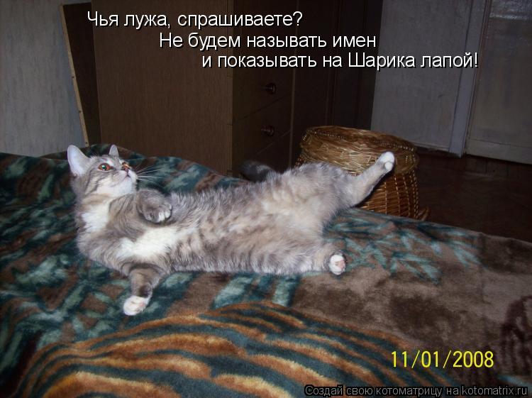 Котоматрица: Чья лужа, спрашиваете? Не будем называть имен и показывать на Шарика лапой!
