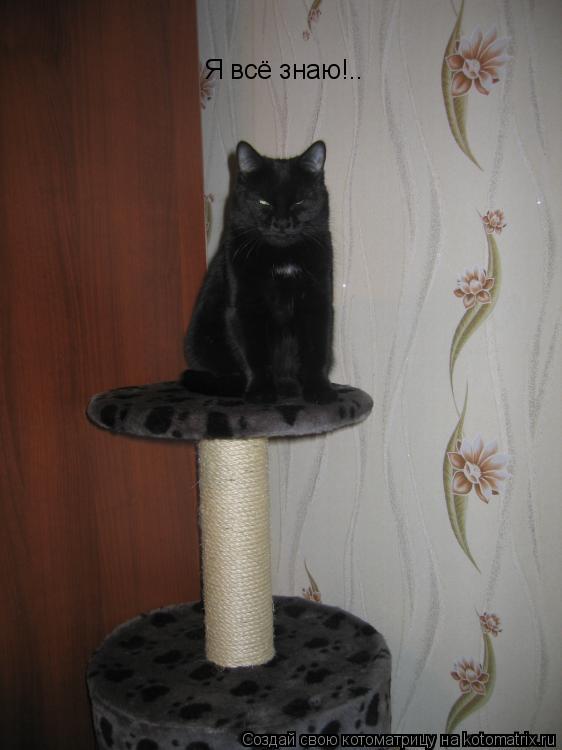 Я всё знаю!..... Котоматрица: Я всё знаю!..