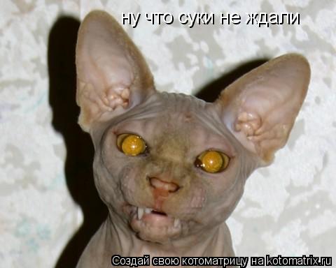 Котоматрица: ну что суки не ждали