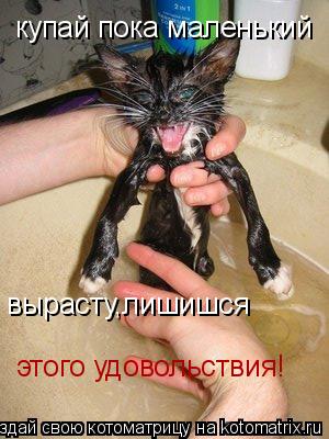 Котоматрица: купай пока маленький вырасту,лишишся этого удовольствия!