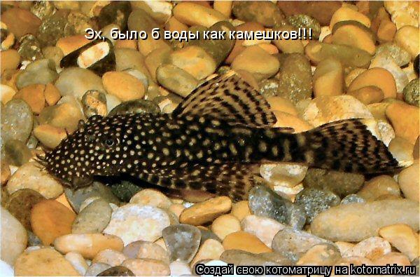 Котоматрица: Эх, было б воды как камешков!!!