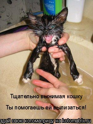 Котоматрица: Тщательно выжимая кошку Ты помогаешь ей вылизаться!