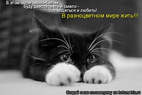 Котоматрица: В этом мире черно-белом В разноцветном мире жить!!! Восхищаться и любить! Буду действовать я смело -
