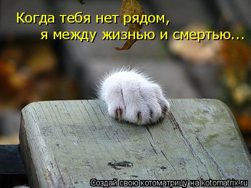 Котоматрица: Когда тебя нет рядом, я между жизнью и смертью...