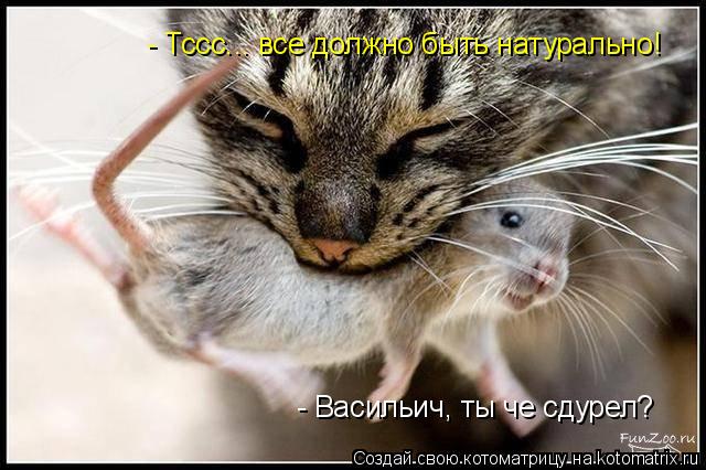 Котоматрица: - Васильич, ты че сдурел? - Тссс... все должно быть натурально!