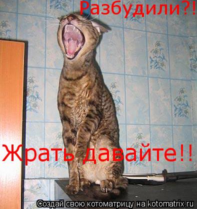 Котоматрица: Разбудили?! Жрать давайте!!