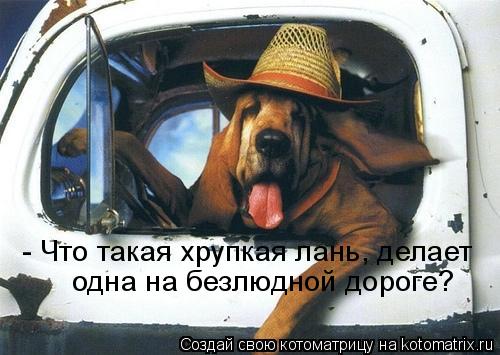 Котоматрица: - Что такая хрупкая лань, делает  одна на безлюдной дороге?