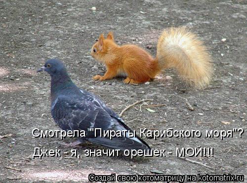 Котоматрица: Смотрела "Пираты Карибского моря"? Джек - я, значит орешек - МОЙ!!!