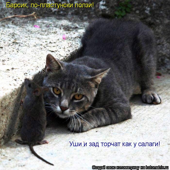 Барсик, по-пластунски ползи! Уши и зад торчат как у салаги!... Котоматрица: Барсик, по-пластунски ползи! Уши и зад торчат как у салаги!