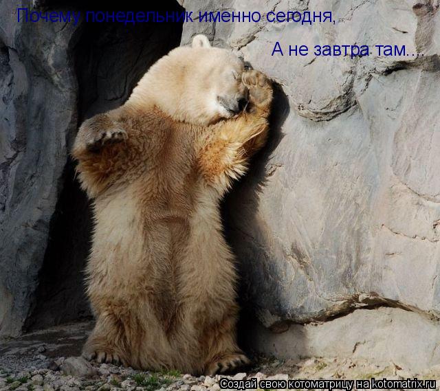 Почему понедельник именно сегодня, А не завтра там....... Котоматрица: Почему понедельник именно сегодня, А не завтра там....