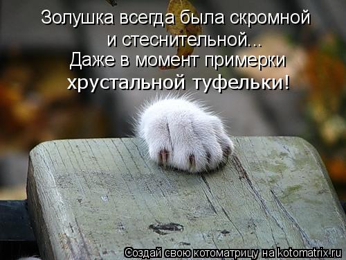 Котоматрица: Золушка всегда была скромной и стеснительной... Даже в момент примерки хрустальной туфельки!