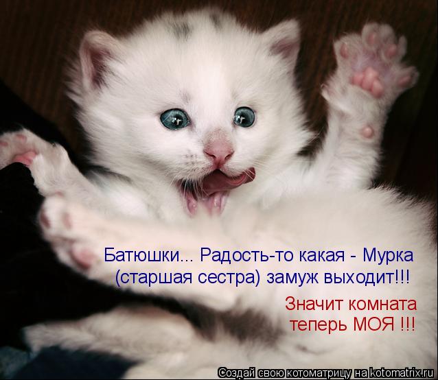 Батюшки... Радость-то какая - Мурка (старшая сестра) замуж выходит!!! Значит комната теперь МОЯ !!!... Котоматрица: Батюшки... Радость-то какая - Мурка (старшая сестра) замуж выходит!!! Значит комната теперь МОЯ !!!