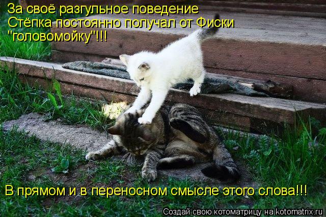 Котоматрица: За своё разгульное поведение Стёпка постоянно получал от Фиски "головомойку"!!! В прямом и в переносном смысле этого слова!!!
