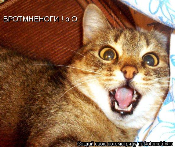 Котоматрица: ВРОТМНЕНОГИ ! о.О