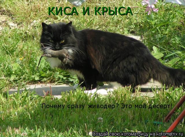 Котоматрица: КИСА И КРЫСА Почему сразу живодер? Это мой десерт!
