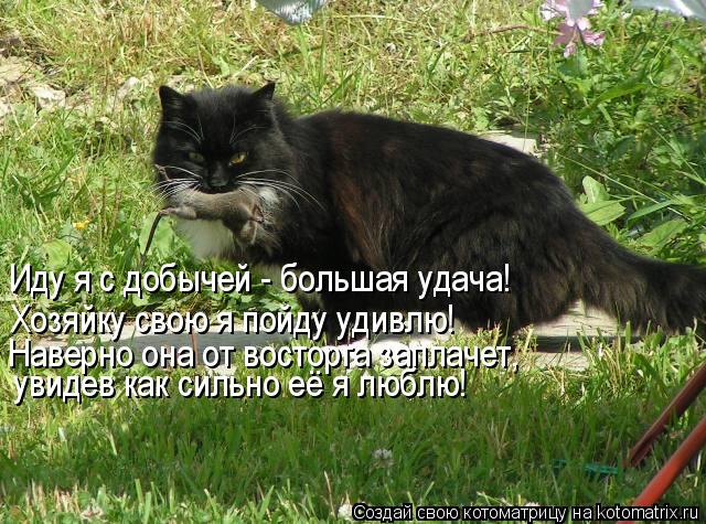 Котоматрица: Иду я с добычей - большая удача! Хозяйку свою я пойду удивлю!  Наверно она от восторга заплачет, увидев как сильно её я люблю!