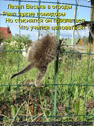 Котоматрица: Лазил Васька в огроды Рвал чужие помидоры Но стиснялся он признаться  Что учился целоваться!