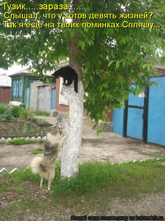 Тузик.....зараза...... Слышал, что у котов девять жизней? Так я ещё на твоих поминках Спляшу...... Котоматрица: Тузик.....зараза...... Слышал, что у котов девять жизней? Так я ещё на твоих поминках Спляшу...