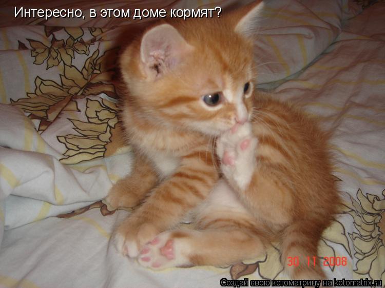 Котоматрица: Интересно, в этом доме кормят?