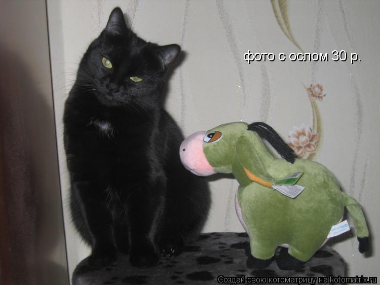 Котоматрица: фото с ослом 30 р.
