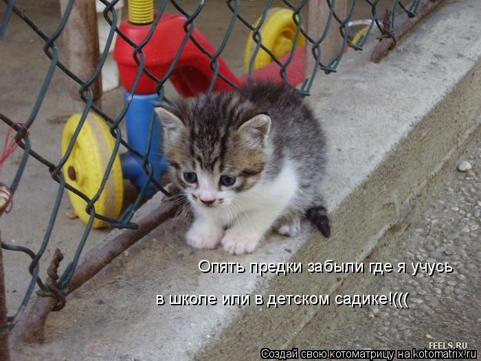 Котоматрица: Опять предки забыли где я учусь в школе или в детском садике!(((