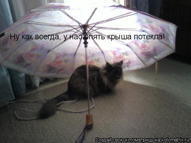 Котоматрица: Ну как всегда, у нас опять крыша потекла!