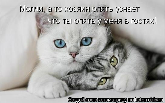 Котоматрица: Молчи, а то хозяин опять узнает  что ты опять у меня в гостях!