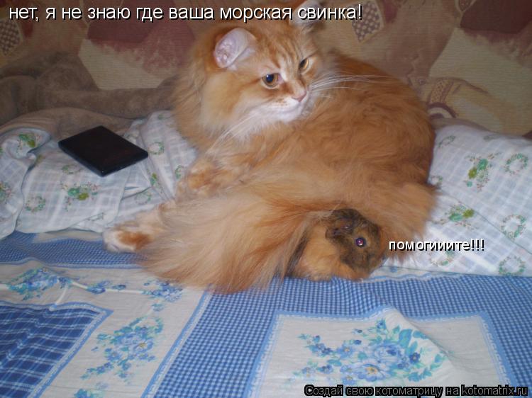 нет, я не знаю где ваша морская свинка! помогииите!!!... Котоматрица: нет, я не знаю где ваша морская свинка! помогииите!!!
