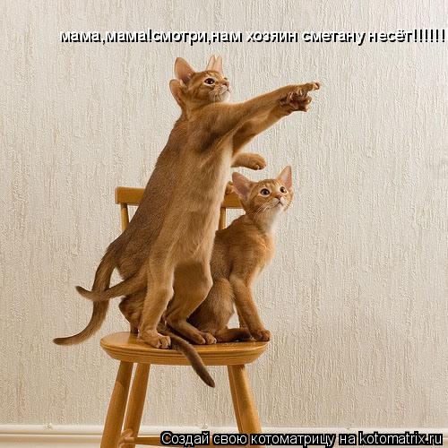 Котоматрица: мама,мама!смотри,нам хозяин сметану несёт!!!!!!!!!!!!!