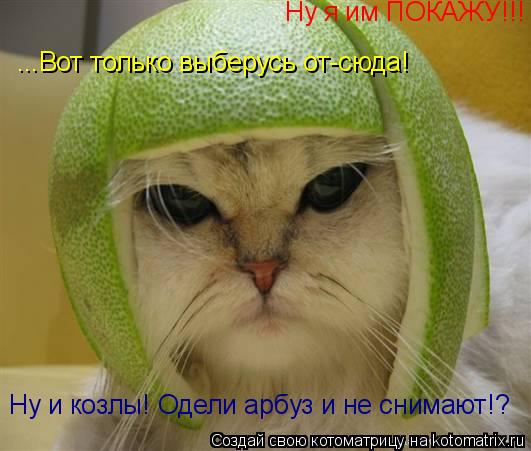 Котоматрица: Ну и козлы! Одели арбуз и не снимают!? Ну я им ПОКАЖУ!!! ...Вот только выберусь от-сюда!