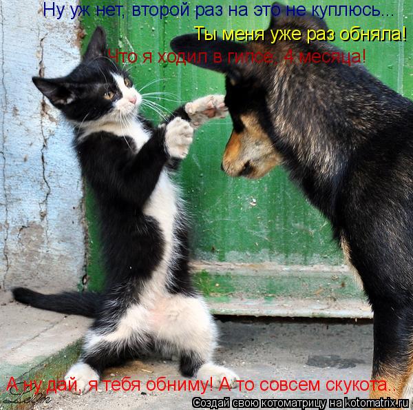 Котоматрица: А ну дай, я тебя обниму! А то совсем скукота.. Ну уж нет, второй раз на это не куплюсь... Ты меня уже раз обняла! Что я ходил в гипсе, 4 месяца!