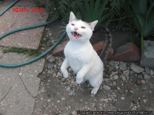 Котоматрица: жрать хочу