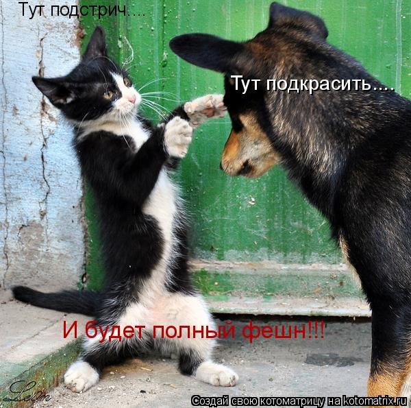 Котоматрица: Тут подстрич.... Тут подкрасить.... И будет полный фешн!!!