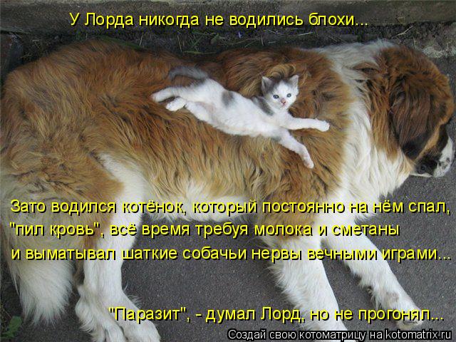Котоматрица: У Лорда никогда не водились блохи... Зато водился котёнок, который постоянно на нём спал, "пил кровь", всё время требуя молока и сметаны "Параз